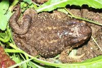 Bufo spinosus