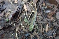 Triturus marmoratus