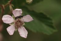 Hylaeus