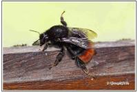 Bombus lapidarius