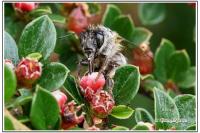 Anthophora plumipes