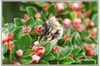 Anthophora plumipes