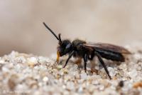 Andrena