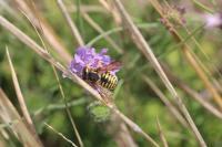 Anthidium
