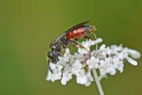 Sphecodes