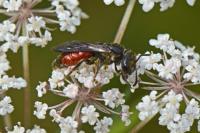 Sphecodes