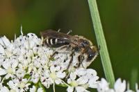 Andrena