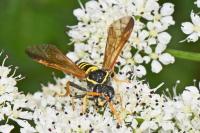 Tenthredo scrophulariae