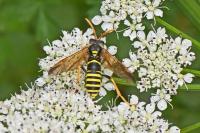 Tenthredo scrophulariae