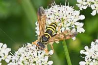 Tenthredo scrophulariae