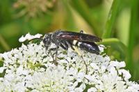 Cephaledo bifasciata