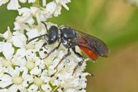 Sphecodes