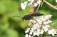 Pseudoamblyteles homocerus