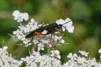 Pseudoamblyteles homocerus