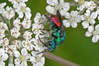 Chrysididae