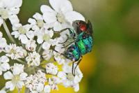 Chrysididae