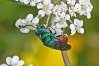 Chrysididae