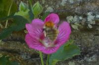 Apis mellifera