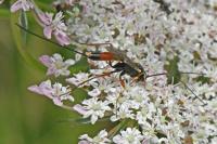 Ichneumon