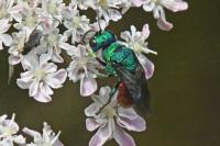 Chrysididae