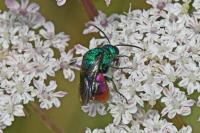 Chrysididae