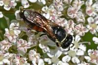 Hylaeus variegatus