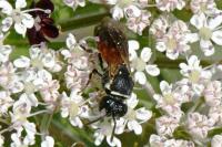 Hylaeus variegatus