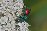 Chrysididae