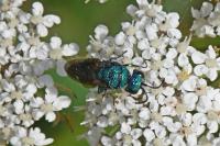 Chrysididae