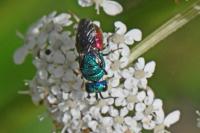 Chrysididae