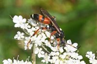 Ichneumon sarcitorius