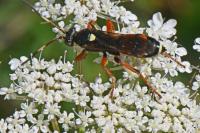 Ichneumon sarcitorius