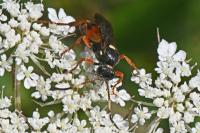 Ichneumon sarcitorius