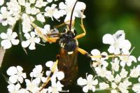 Ichneumon sarcitorius