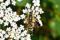 Ichneumon sarcitorius