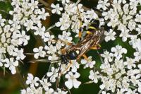 Ichneumon sarcitorius