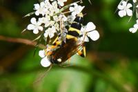 Ichneumon sarcitorius