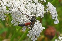 Stenichneumon culpator