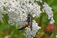 Stenichneumon culpator