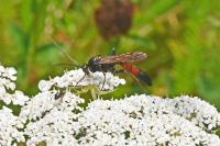 Stenichneumon culpator