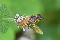 Philanthus triangulum