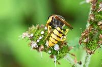 Philanthus triangulum