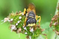 Philanthus triangulum