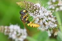 Philanthus triangulum