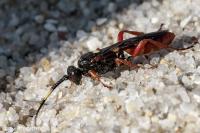 Obtusodonta equitatoria