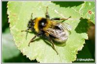 Bombus hortorum
