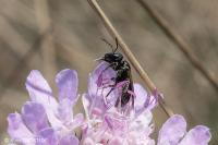 Lasioglossum villosulum