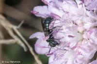 Ceratina chalybea