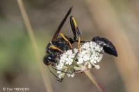 Sceliphron caementarium