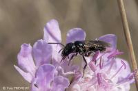 Lasioglossum villosulum